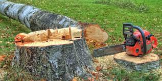 Best Tree Risk Assessment  in Kenilworth, NJ