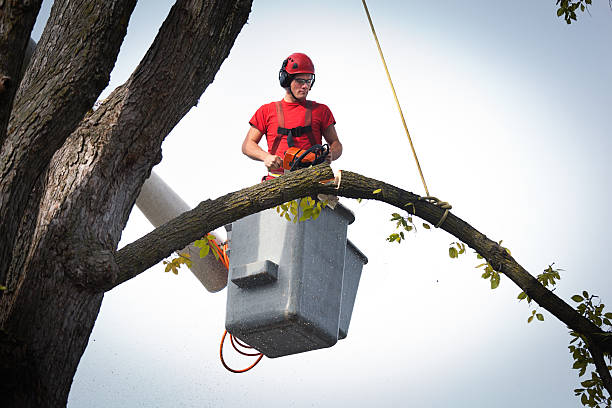 Best Lawn Dethatching  in Kenilworth, NJ