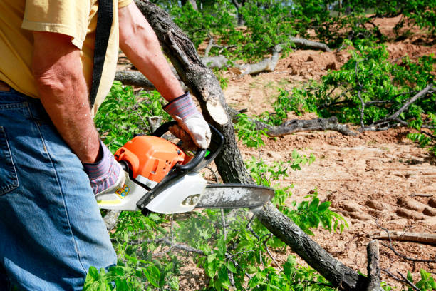 Best Seasonal Cleanup (Spring/Fall)  in Kenilworth, NJ